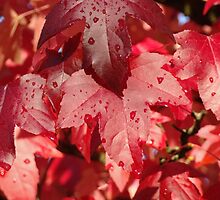 RED Autumn Leaves Art Prints Fall Trees by BasleeArtPrints