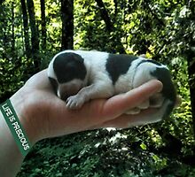I LEFT FOOTPRINTS IN YOUR HEART EVEN WHILE IM SLEEPING>>LIFE IS PRECIOUS>>DOG -CANINE PICTURE AND OR CARD EC. by ✿✿ Bonita ✿✿ ђєℓℓσ