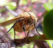 Waking up and stretching by Trish Meyer