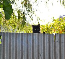 The Rare stray cat by Jemma Richards