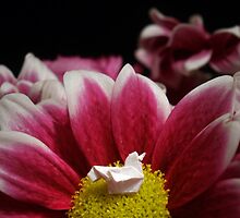 Flower Nest by Mui-Ling Teh