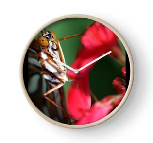 Macro Photo Passion Butterfly