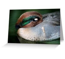 Sleeping Duck