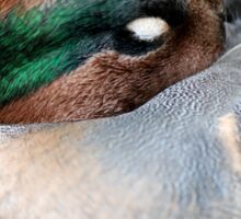 Sleeping Duck