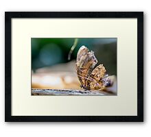 Macro Photo Sea Shell