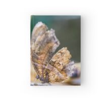 Old Butterfly
