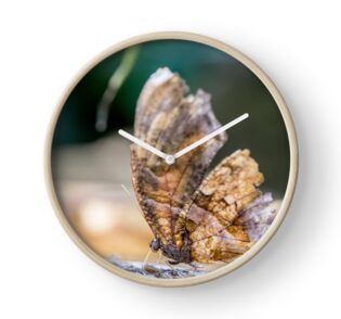 Old Butterfly