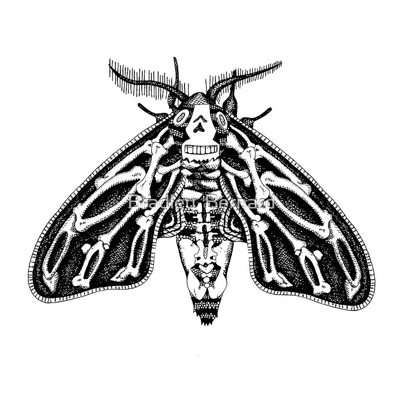 Deaths Head Moth: Stickers | Redbubble