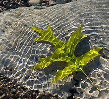 Green Sunshine - a Jade Colored Oak Leaf on the Rocks by Georgia Mizuleva