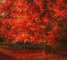Red Maple by Ginger Barritt