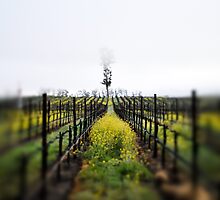 Winter Vineyards by randymir