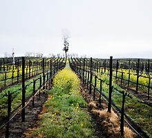 Winter Vines by randymir