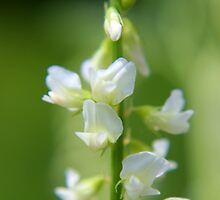 White Sweet-clover by Kathleen Daley