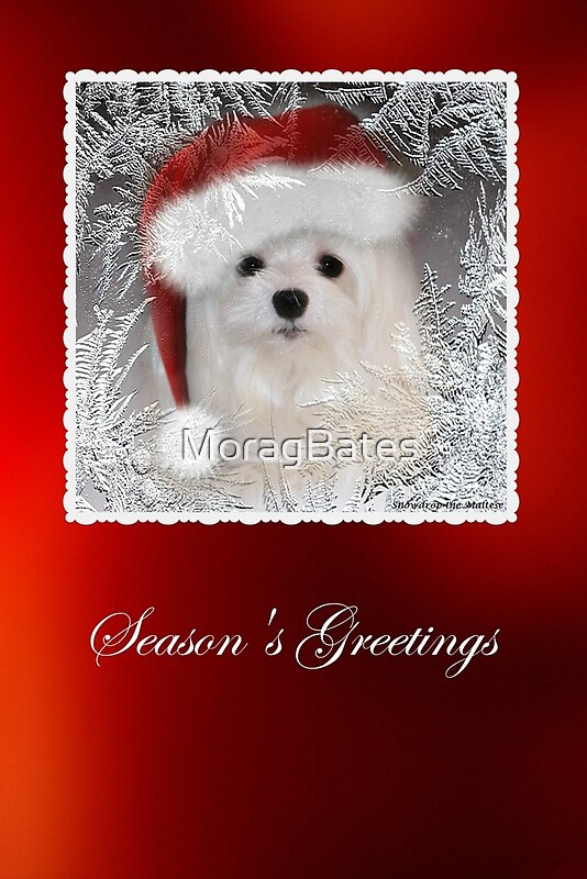 Maltese Dog Christmas Greeting Cards Redbubble