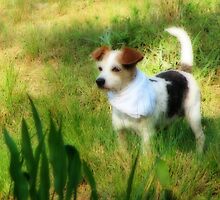 My Sweet Little Decker Dog by NatureGreeting Cards ©ccwri
