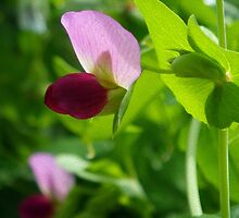 Pink Pea Blossom by Betty Mackey