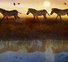moving north zebras and ibis by R Christopher Vest