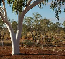Ghost Gum,Outback Australia,N.T. by Joe Mortelliti
