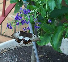 Guess who nibbled my lime tree leaves? by Michelle422