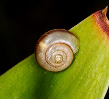 Snail on Snake plant by Douglas Stetner