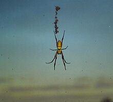 Huge spider by Rosy