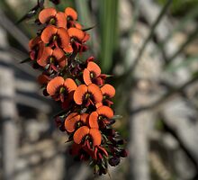 Gorse Bitter-pea by Ben Loveday