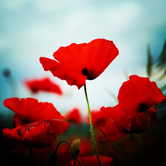 Poppy field by Murray Breingan