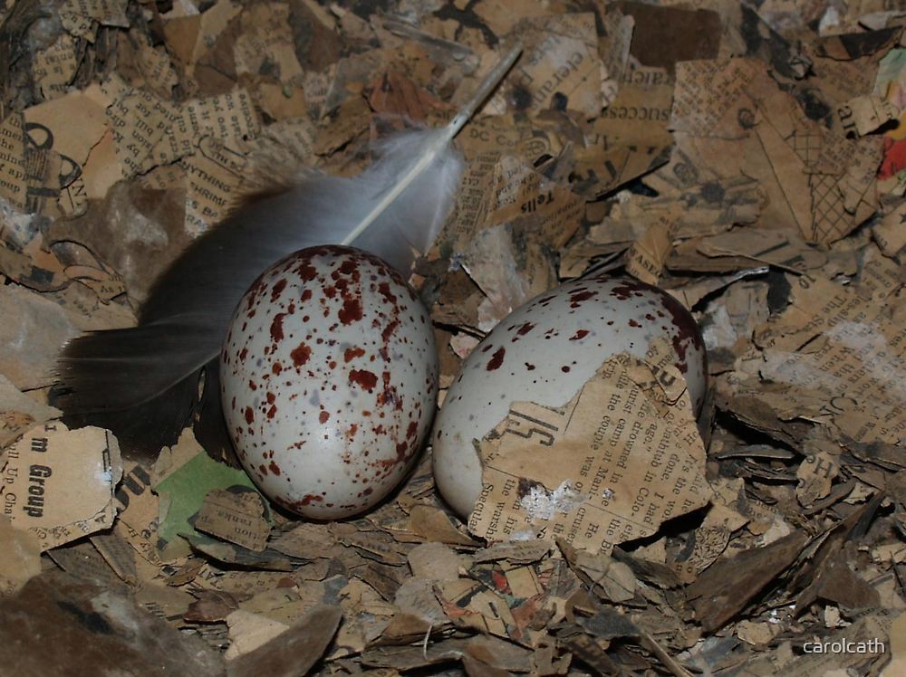 quot turkey vulture eggs quot by carolcath redbubble quot turkey vulture eggs quot by carolcath redbubble