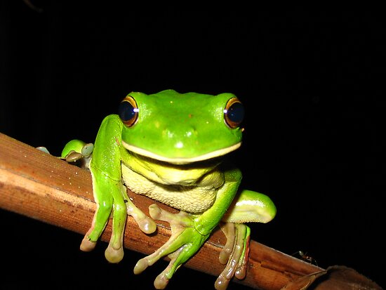 Tree Frogs Australia