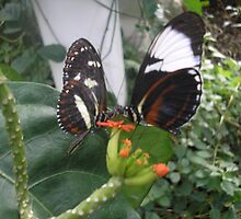 (Peaceful Love)(Butterfly Kisses) by rorberson