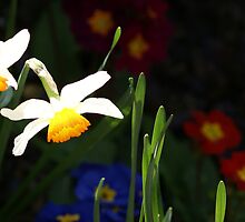 Daffodil contrast by richiewright
