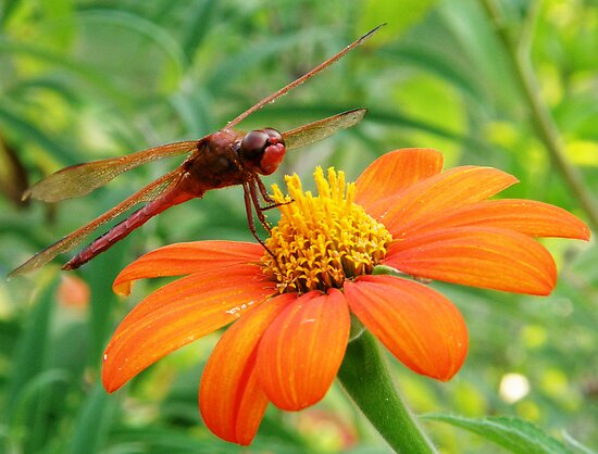 Dragonfly And Flower