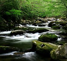 Mossy Mountain Stream by Gary L Suddath