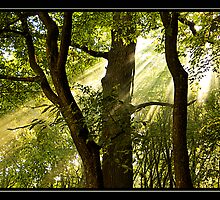 Fairy Tale Forest by Adela Hriscu