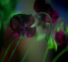 SWEET PEA................ by Arthur Chambers