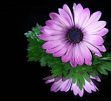 Double Daisy by Maria Dryfhout