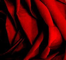 Stop and Smell the Roses by Sharon Ulrich