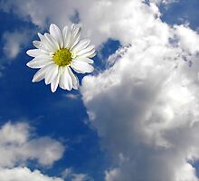 Heaven Scent by Maria Dryfhout