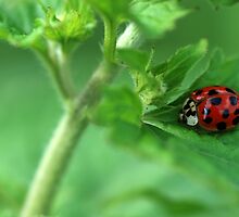 Ladybug Hideaway by Bonnie T. Barry