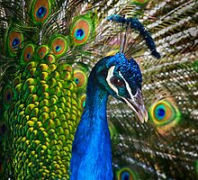 Peacock by Darren Stones