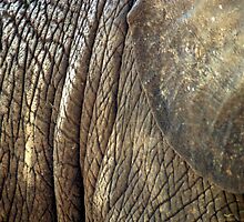 Wrinkles by hall2home