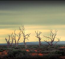 The dance of the trees by Federico Colalongo