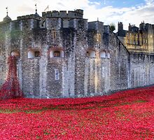 Poppies at the Tower by Chris Day