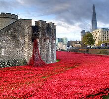 Poppies at the Tower by Chris Day