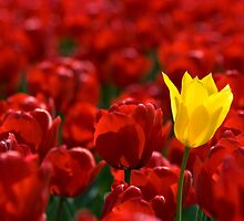 Alone in a crowd by AustralianImagery