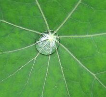 Nasturtium Dew by Ye Liew
