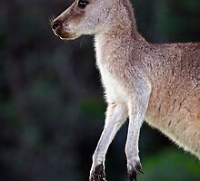 Kangaroo at Pebbly Beach by Darren Stones