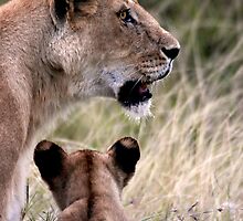 WILDLIFE - WILD & FREE by Steve Bulford