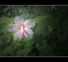 My Love Is Pure by Carlo Cesar Rodillas