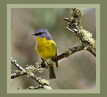 Yellow Robin. by trevorb